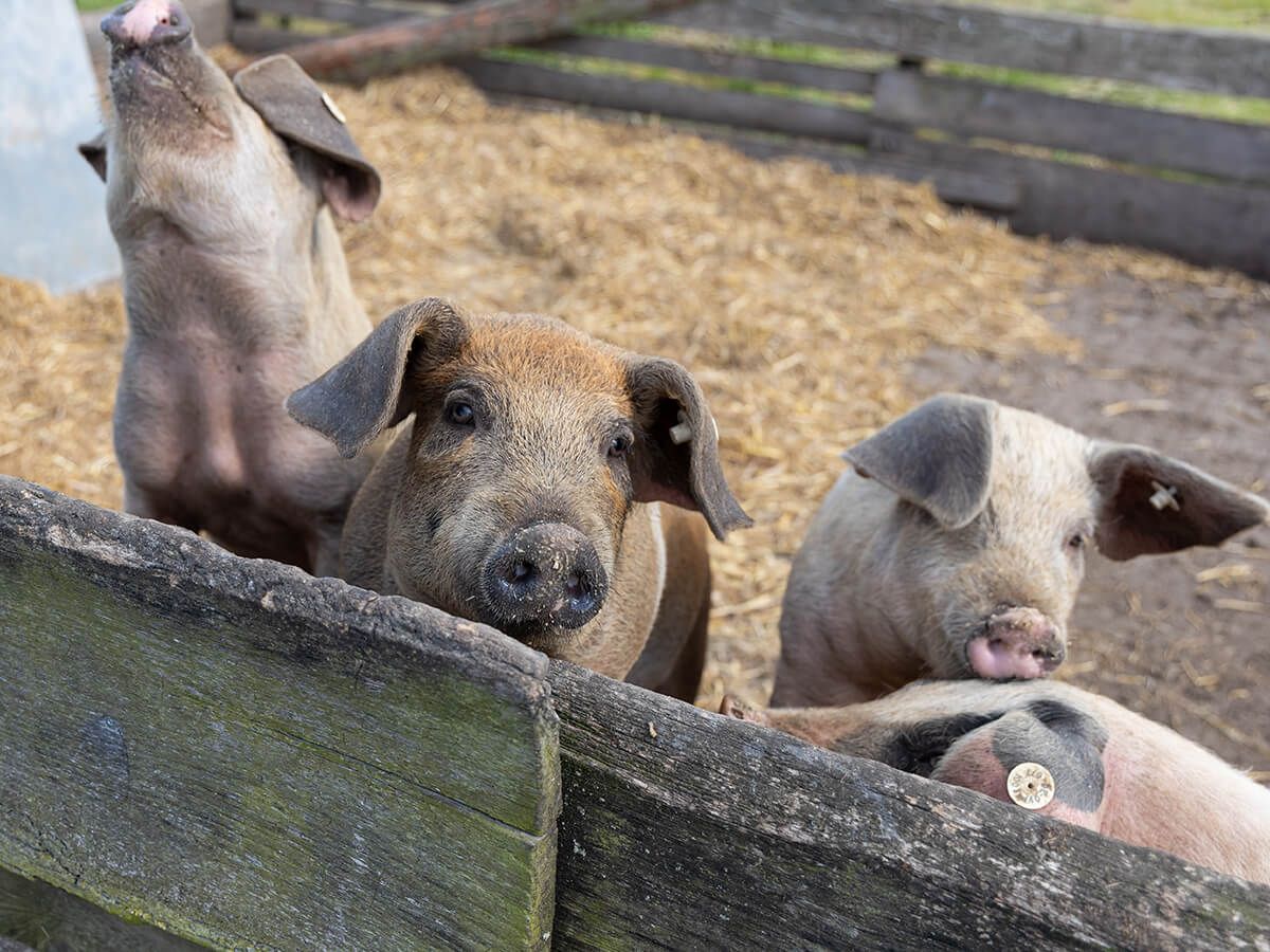 Unsere Schweine_c80_scale_1335_1000.jpg